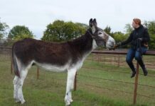 Tall Mules: 8 Large Donkey Breeds