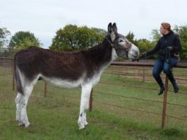 Tall Mules: 8 Large Donkey Breeds