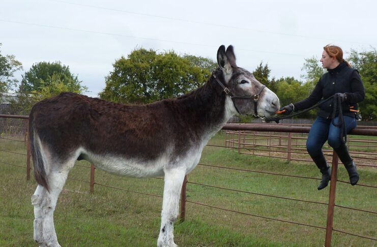 Tall Mules: 8 Large Donkey Breeds