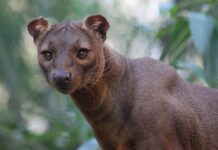 10 Fascinating Animals Native to Madagascar