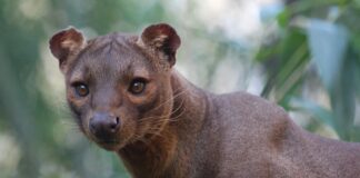 10 Fascinating Animals Native to Madagascar