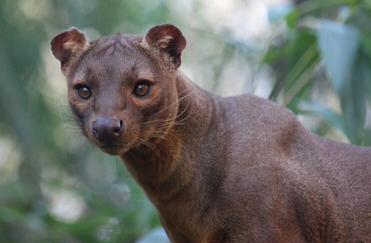 10 Fascinating Animals Native to Madagascar