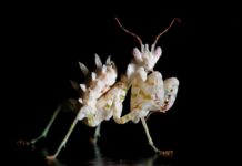 Mantids: 7 Beautiful Mantis Species You Will Love