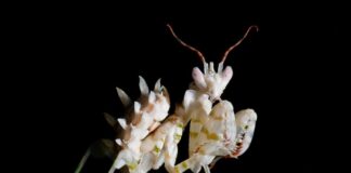 Mantids: 7 Beautiful Mantis Species You Will Love