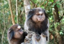 Marmoset: The Fluffy Tree-Dwelling Primate