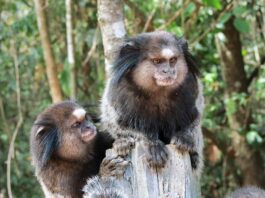 Marmoset: The Fluffy Tree-Dwelling Primate