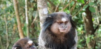 Marmoset: The Fluffy Tree-Dwelling Primate