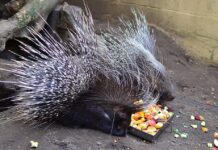 Large Rodents: 4 Common Old World Porcupine Species