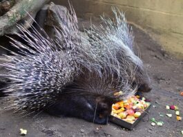 Large Rodents: 4 Common Old World Porcupine Species