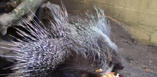 Large Rodents: 4 Common Old World Porcupine Species