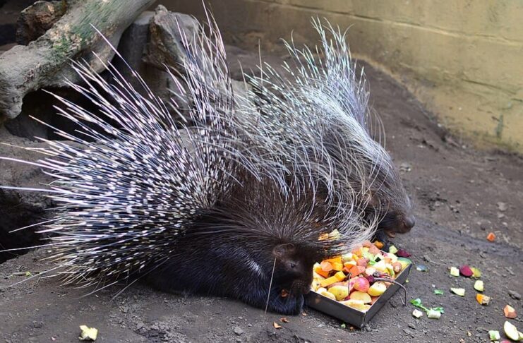 Large Rodents: 4 Common Old World Porcupine Species