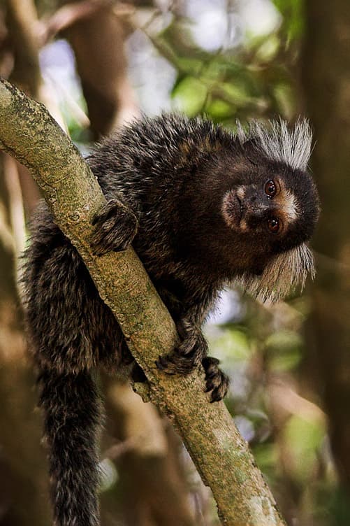 Marmoset Marmoset