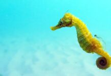 Bony Fish: 10 Beautiful Seahorse Species