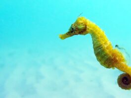 Bony Fish: 10 Beautiful Seahorse Species