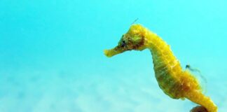 Bony Fish: 10 Beautiful Seahorse Species