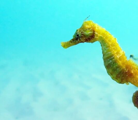 Bony Fish: 10 Beautiful Seahorse Species