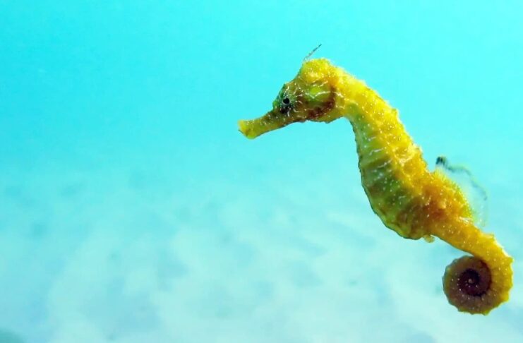 Bony Fish: 10 Beautiful Seahorse Species