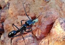 Diacamma: The Queenless Ant Genus