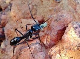 Diacamma: The Queenless Ant Genus