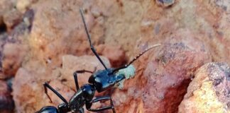 Diacamma: The Queenless Ant Genus