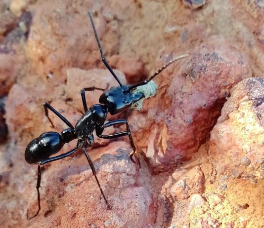 Diacamma: The Queenless Ant Genus