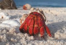 Shell Scavengers: 7 Beautiful Hermit Crab Species