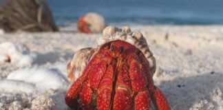 Shell Scavengers: 7 Beautiful Hermit Crab Species
