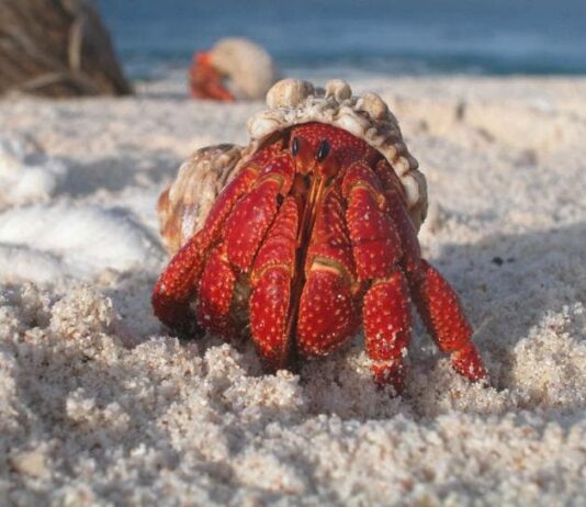 Shell Scavengers: 7 Beautiful Hermit Crab Species
