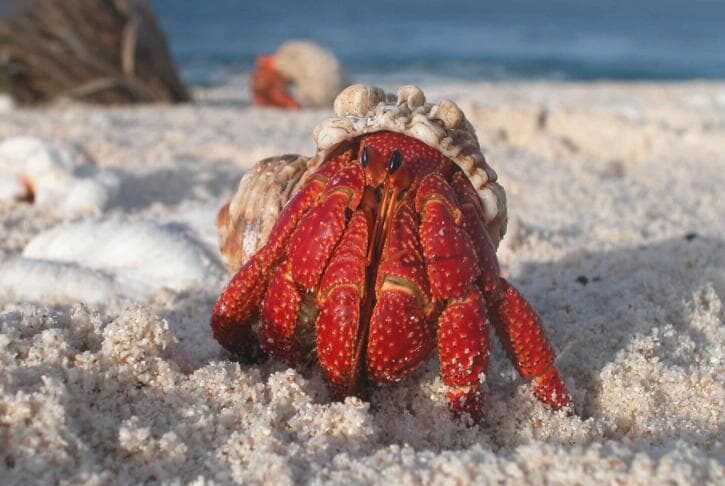 Shell Scavengers: 7 Beautiful Hermit Crab Species
