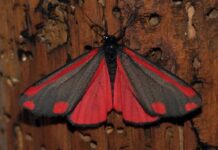 Diurnal Moths: 10 Day-Flying Moths You Don’t Know