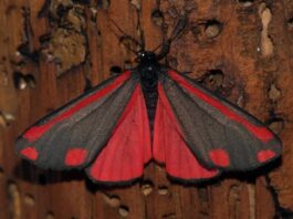 Diurnal Moths: 10 Day-Flying Moths You Don’t Know