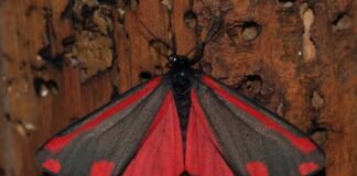 Diurnal Moths: 10 Day-Flying Moths You Don’t Know