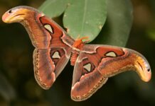Atlas Moth: The Largest Moth In The World