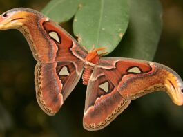 Atlas Moth: The Largest Moth In The World