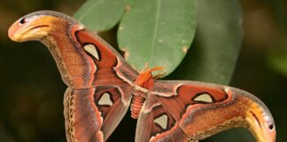 Atlas Moth: The Largest Moth In The World