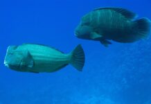Bulbous Head: 10 Fish With A Big Forehead