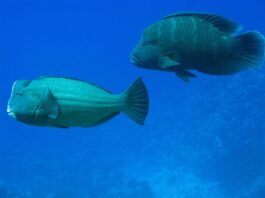 Bulbous Head: 10 Fish With A Big Forehead