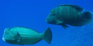 Bulbous Head: 10 Fish With A Big Forehead
