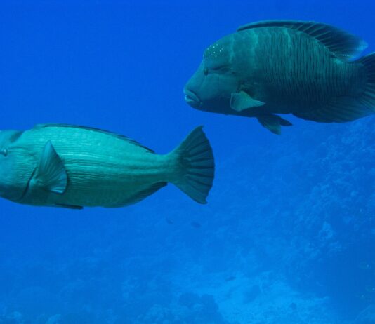 Bulbous Head: 10 Fish With A Big Forehead