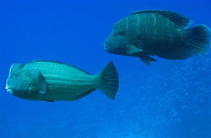 Bulbous Head: 10 Fish With A Big Forehead