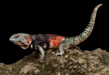 Campeche Spiny-Tailed Iguana: A Little Mexican Dragon