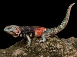 Campeche Spiny-Tailed Iguana: A Little Mexican Dragon