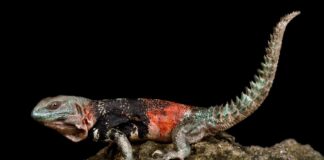 Campeche Spiny-Tailed Iguana: A Little Mexican Dragon