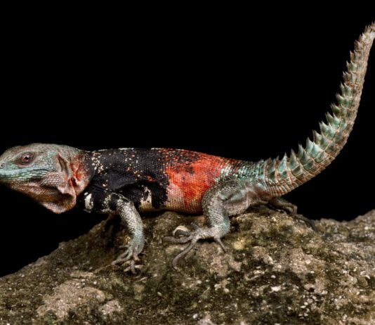Campeche Spiny-Tailed Iguana: A Little Mexican Dragon