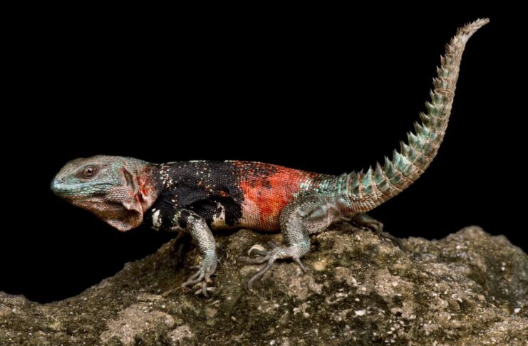 Campeche Spiny-Tailed Iguana: A Little Mexican Dragon
