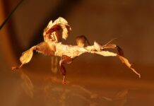 Interesting Phasmid: 12 Striking Stick Insect Species