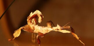 Interesting Phasmid: 12 Striking Stick Insect Species