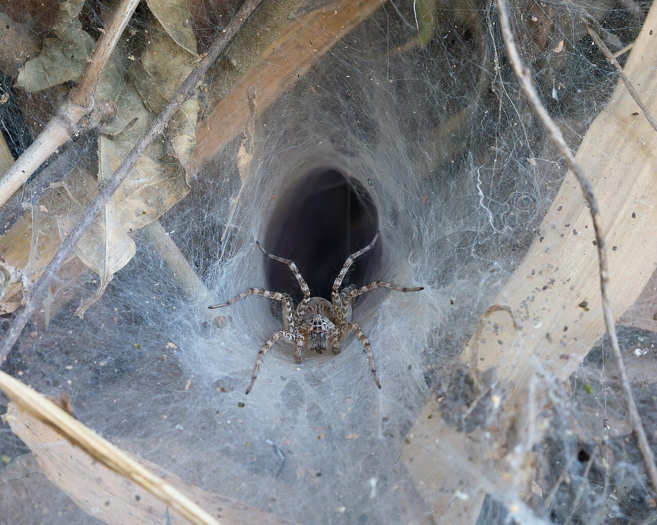 Spiders That Build Big Webs Spiders That Build Big Webs