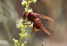 Electrogenic Creatures: 6 Animals That Can Produce Electricity