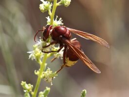 Electrogenic Creatures: 6 Animals That Can Produce Electricity